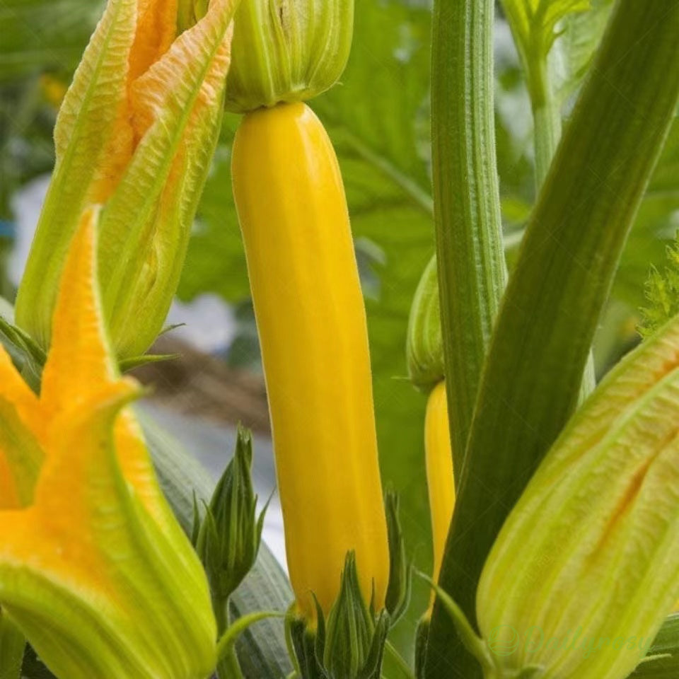 Banáncukkini - Aranycukkini🌿Minden évszakban termeszthető