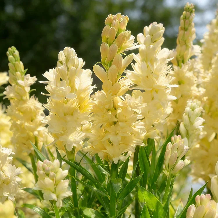 🌺Dupla illatú tubarózsa hagymák – Holdkerti virág