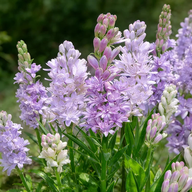 🌺Dupla illatú tubarózsa hagymák – Holdkerti virág