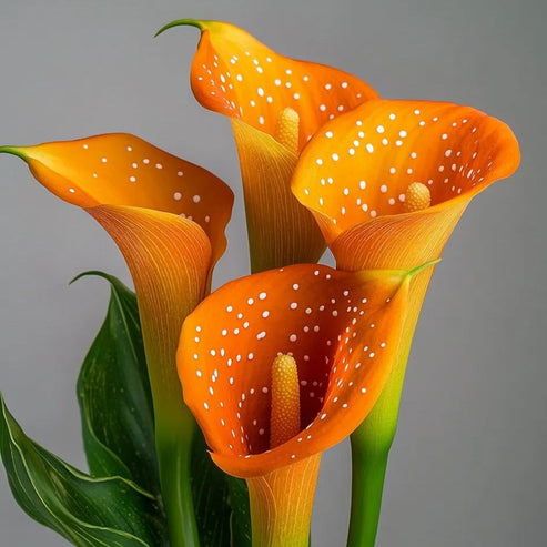 🌷Titokzatos Aurora kála