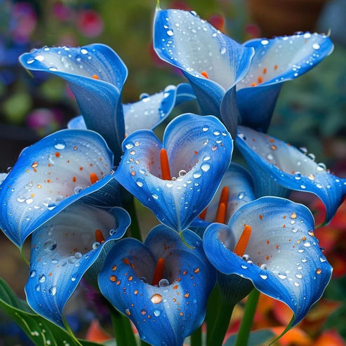 🌷Titokzatos Aurora kála