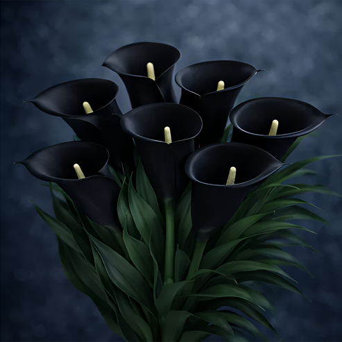 🌷Titokzatos Aurora kála