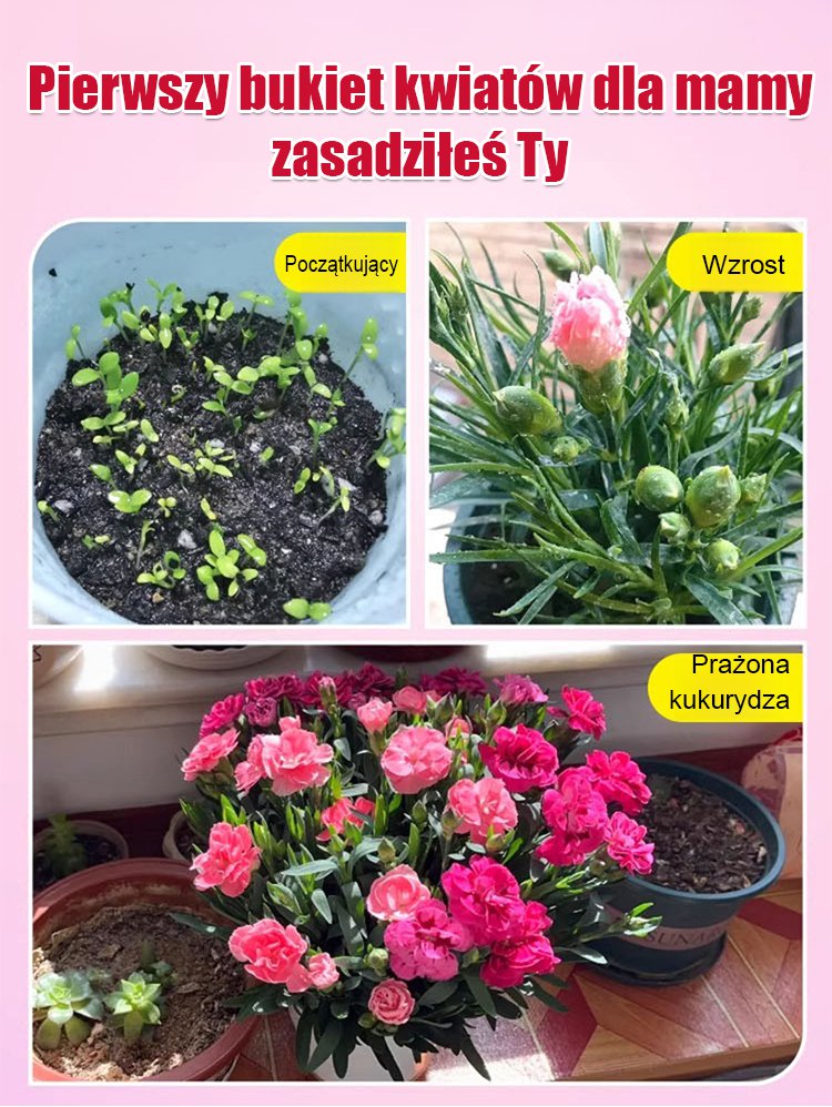 【Kwitnie przez wszystkie sezony】Nasiona goździka pełnego