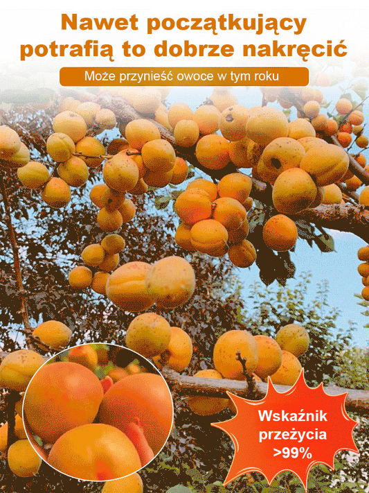 produktywnych nasion drzewa moreli królewskiej