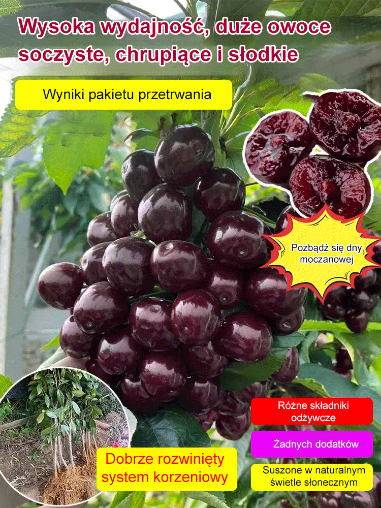 Pestki wiśni Chelsea (90% przeżywalności)
