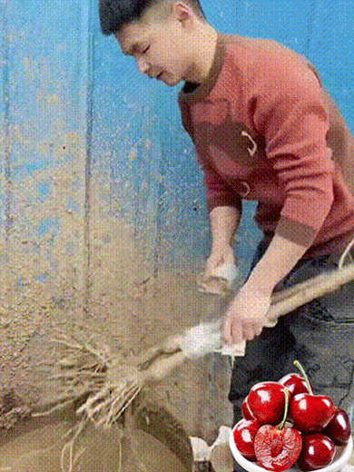 Sadzonka Chelsea Cherry