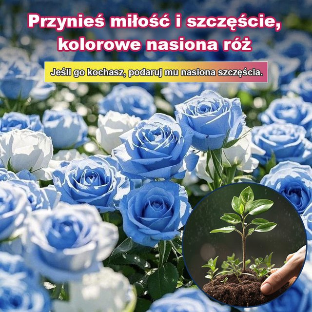 Przynieś miłość i szczęście Tęczowe nasiona róż
