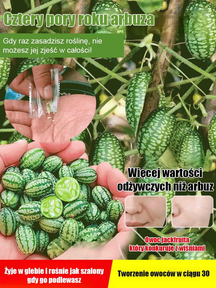 Nasiona arbuza kciuka