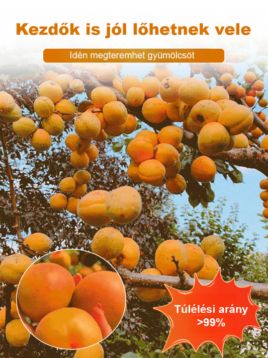 Termő királysárgabarack magvak
