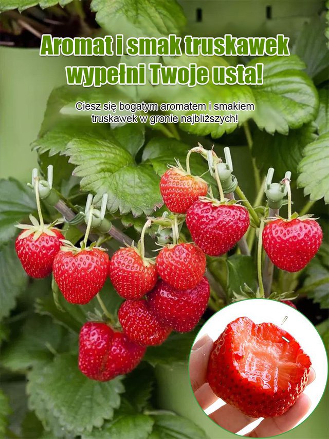 Czterosezonowe nasiona truskawek śmietankowych