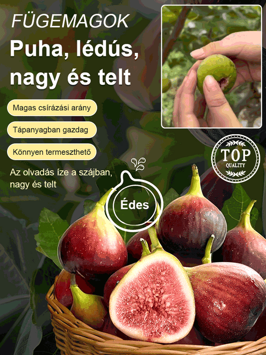 【Magas tápértékű】füge magok