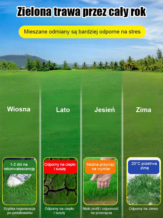 Nasiona trawnika wiecznie zielonego