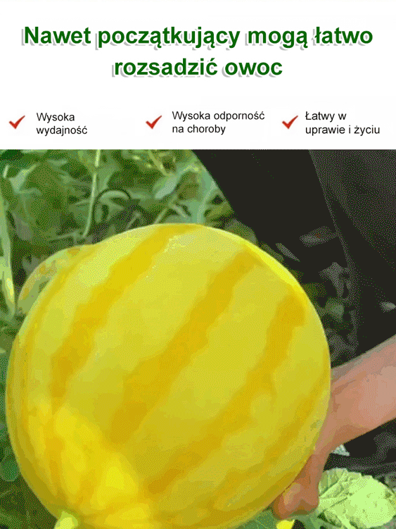 Złoty późny cienkoskórny nasiona arbuza