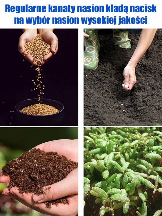 Nasiona Blue Enchantress