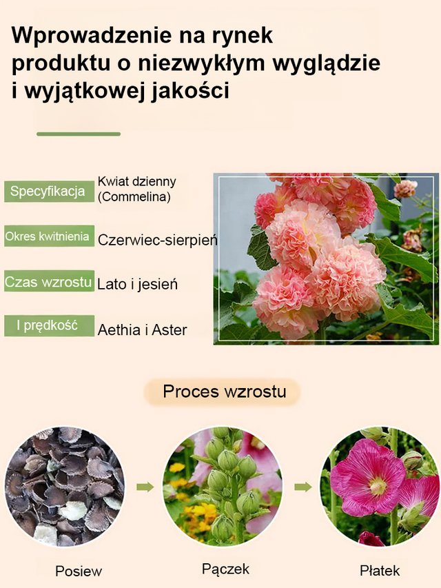 Sezonowe nasiona malwy dwupłatkowej kwitnącej