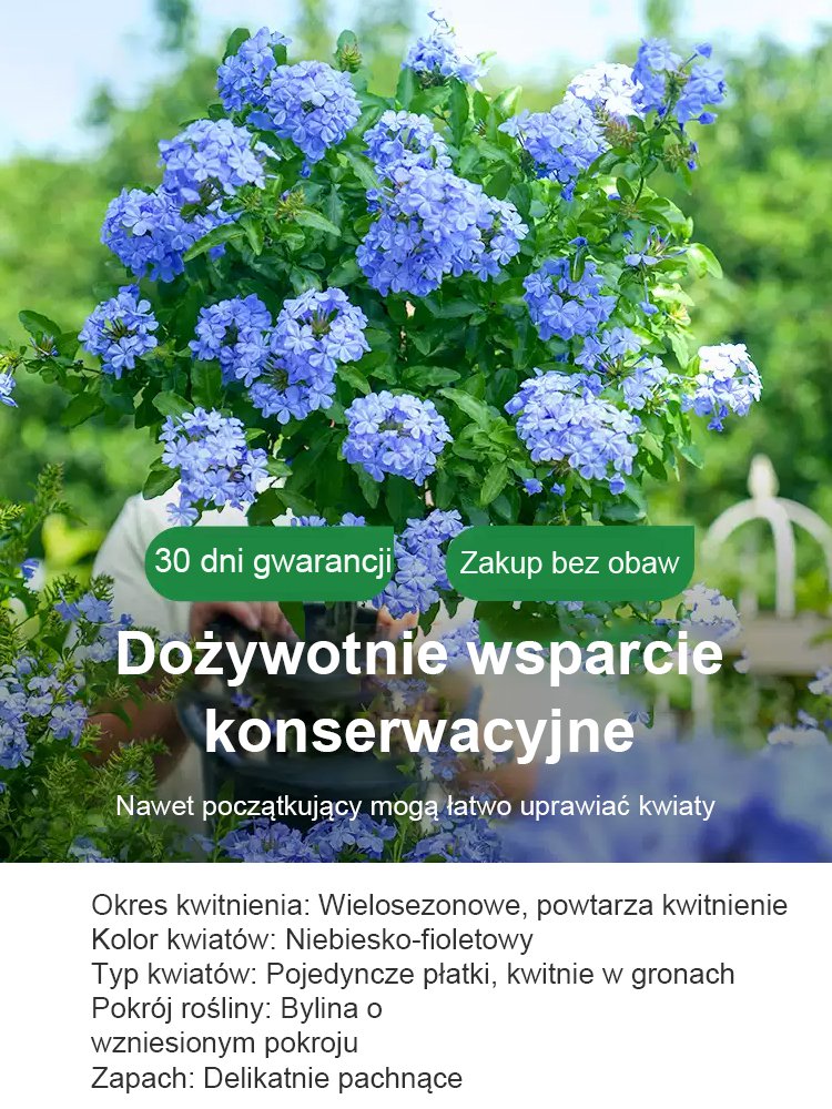 [Pachnące przez tysiące mil] Nasiona pnącza o czterech sezonach kwitnienia: niebieski kwiat śniegu