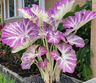 Nasiona ogrodnicze Caladium dostępne w wielu kolorach