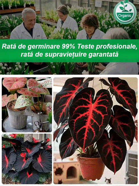 Nasiona ogrodnicze Caladium dostępne w wielu kolorach