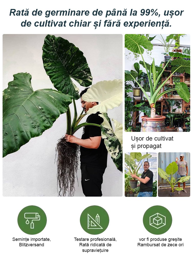 Nasiona ogrodnicze Caladium dostępne w wielu kolorach