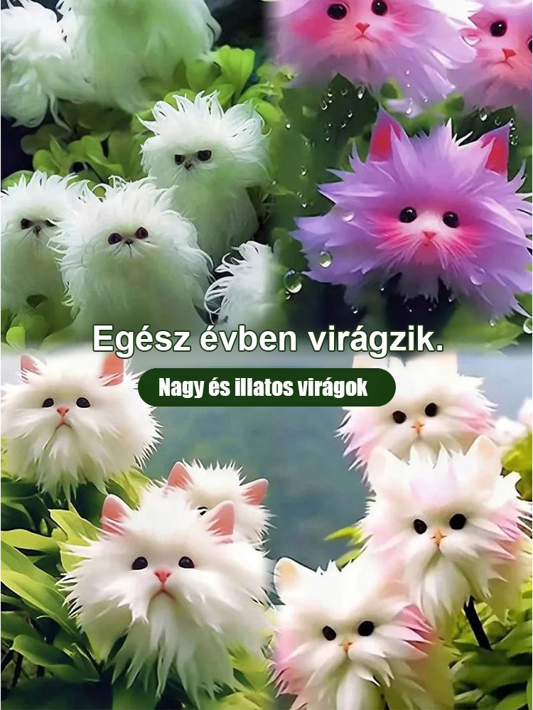 Titokzatos és aranyos macska szemű orchidea