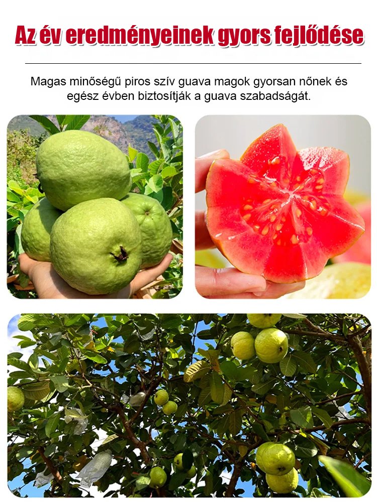 【Lágy és édes】Vörös szív guava magok