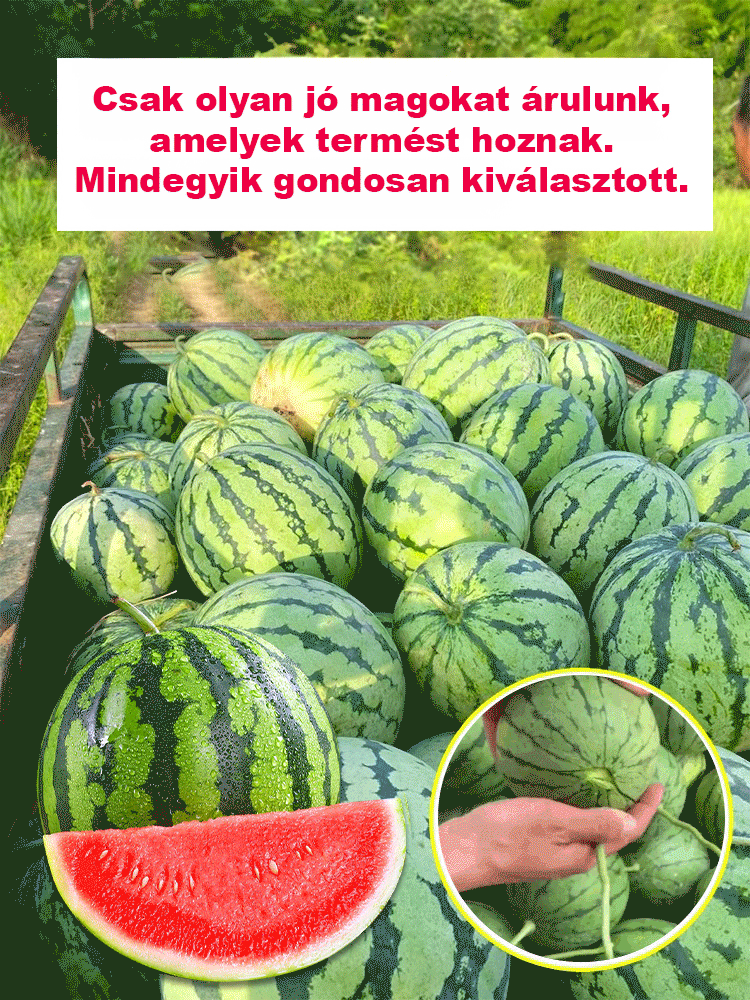🍉 Mag nélküli „Kirin” görögdinnye – tiszta nyári édesség! 🌞