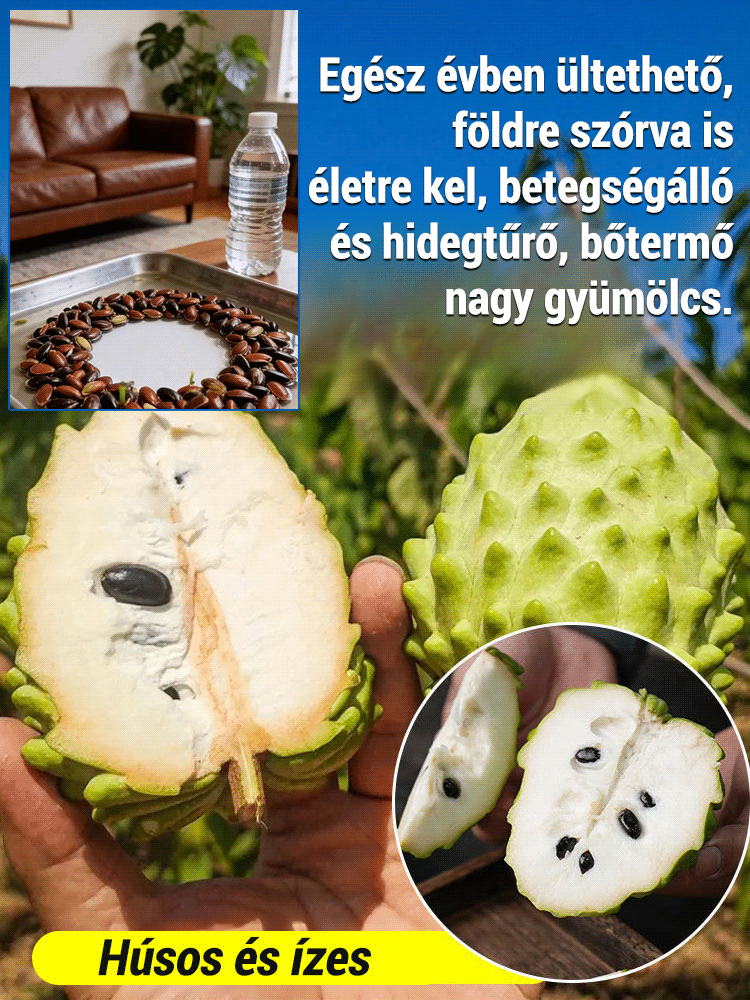 Tüskés annóna magok