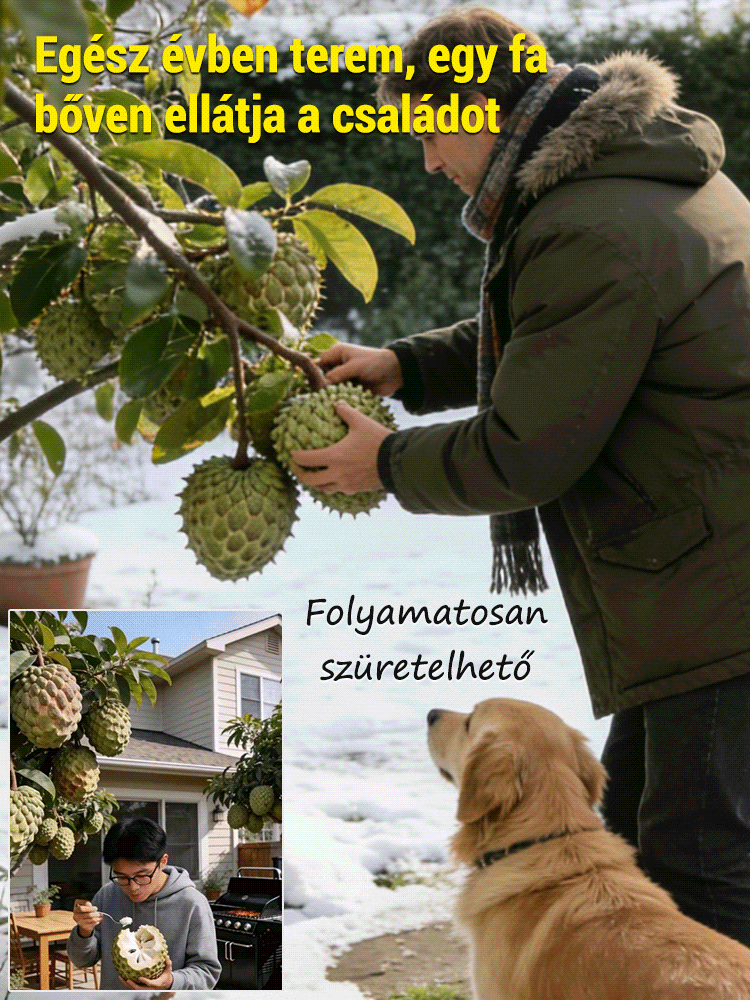 Tüskés annóna magok