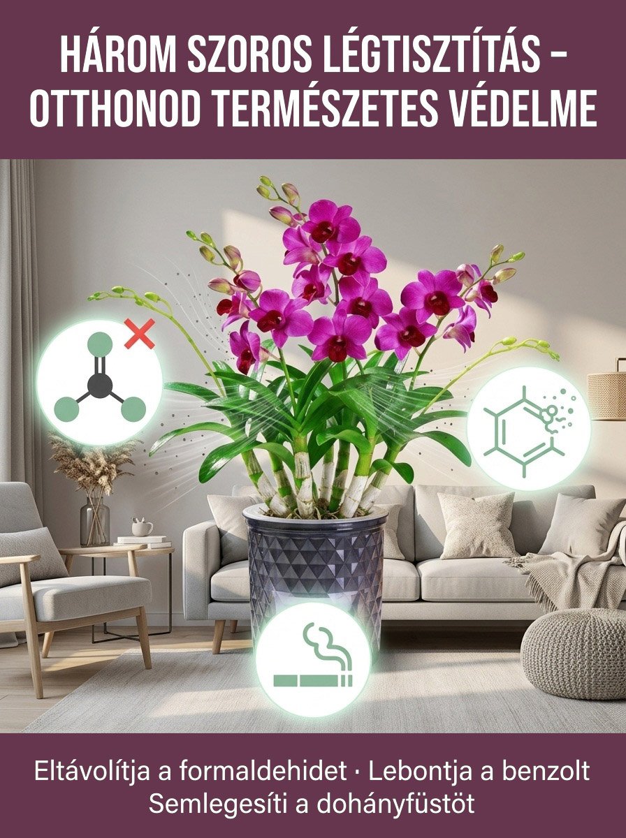 Színes illatos Dendrobium magok