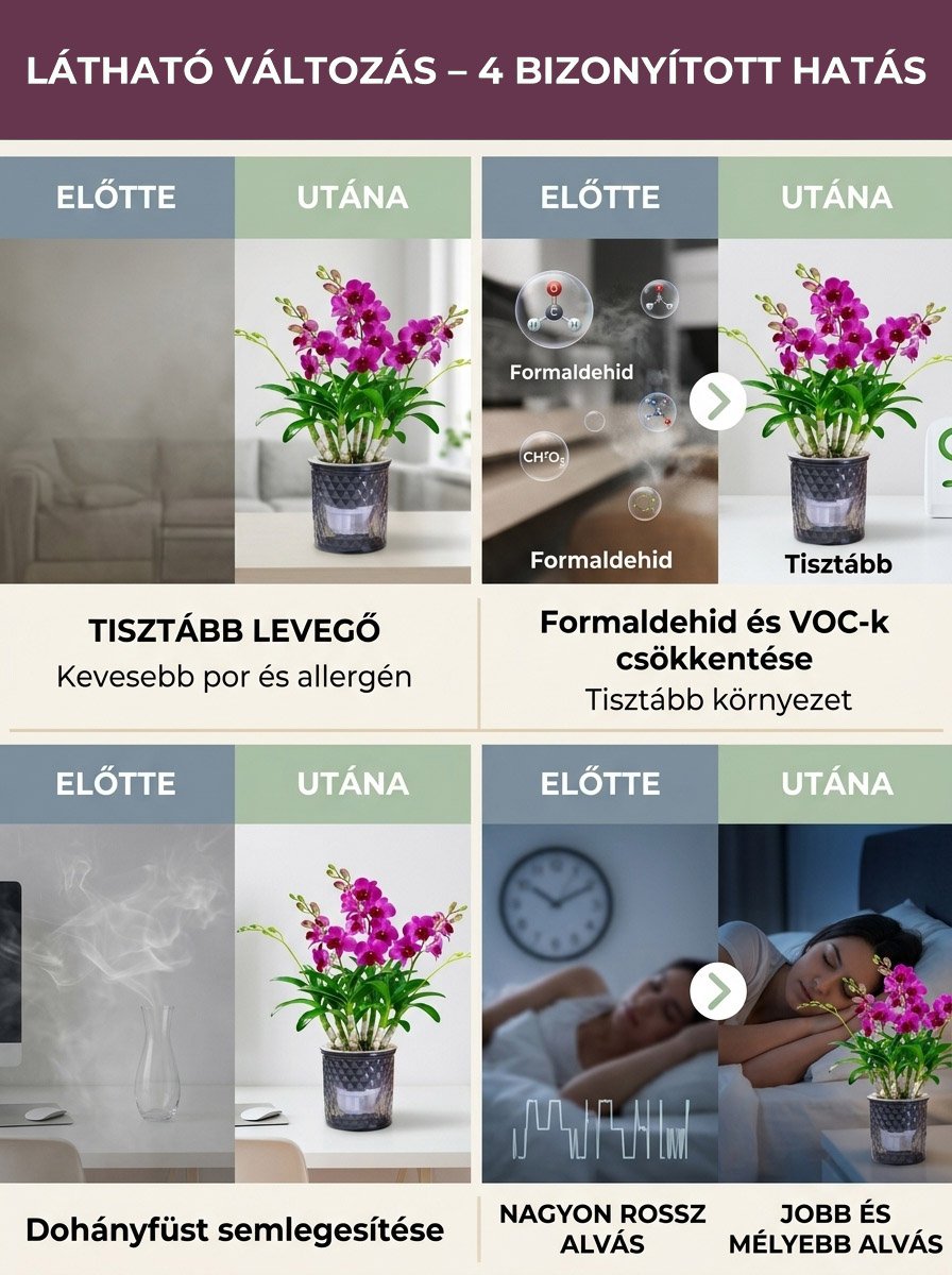 Színes illatos Dendrobium magok
