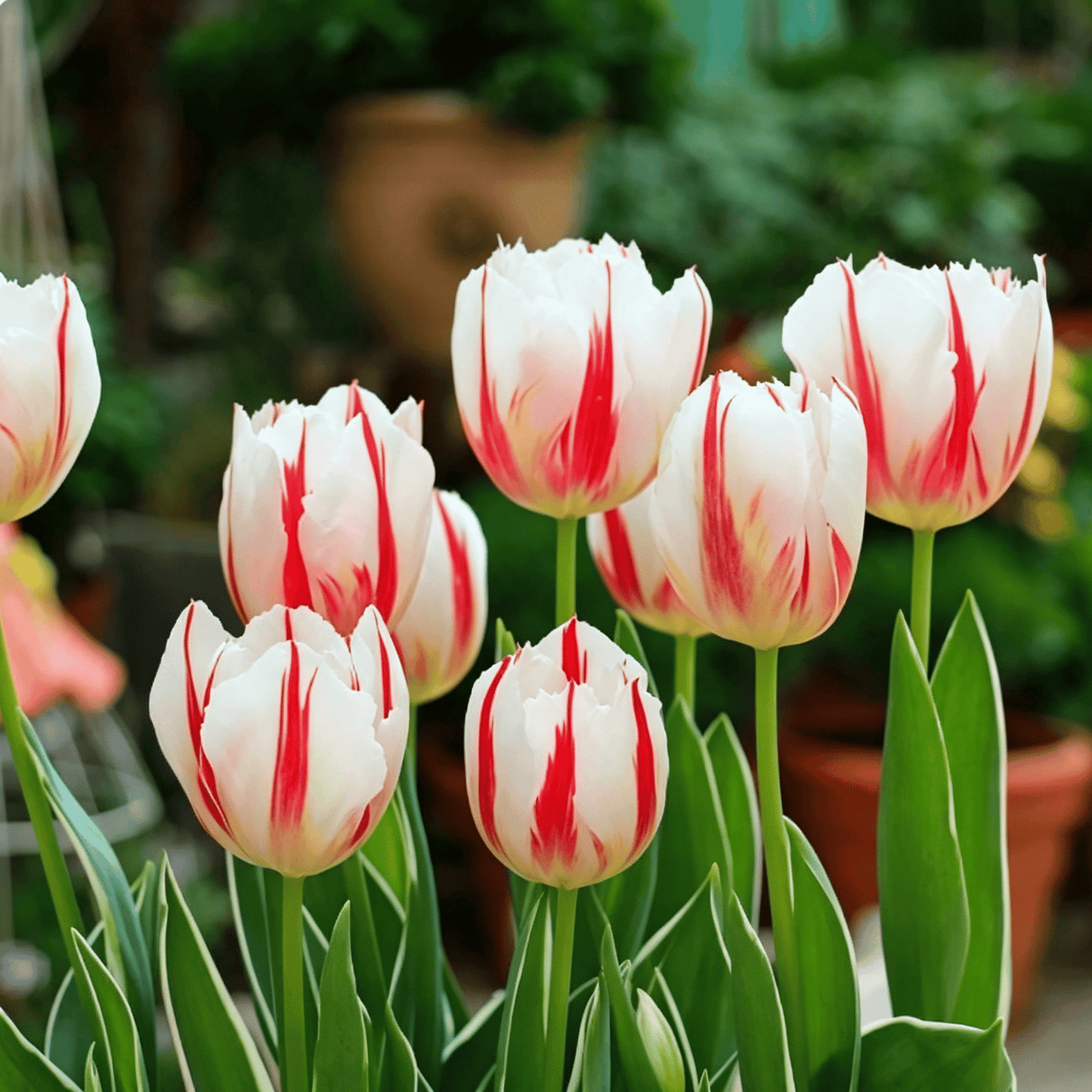 🌷Ritka tulipánmagok – Színes tavaszi virágok cserepekbe, szegélyekbe és kertekbe