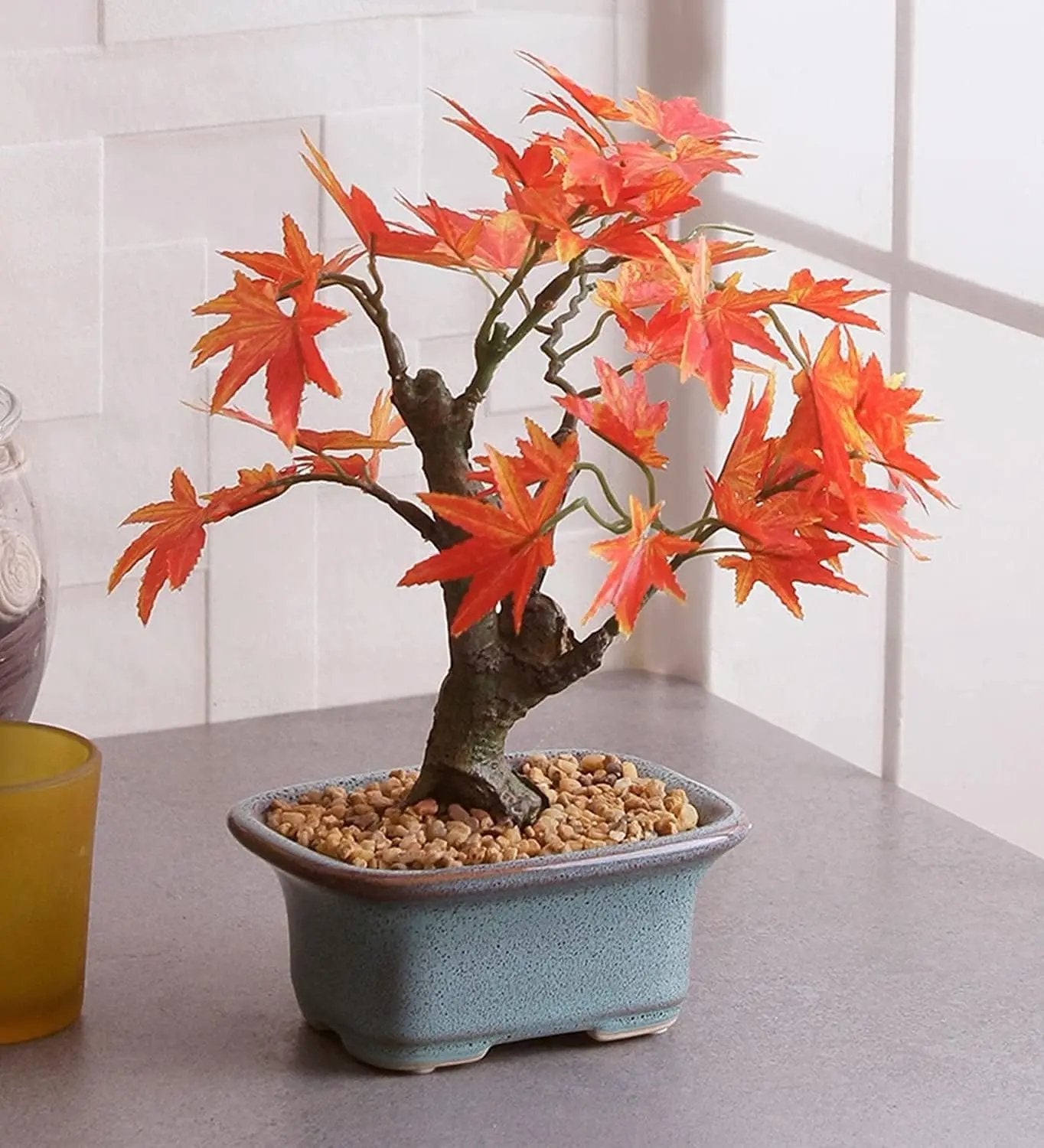 Kiváló minőségű japán vörös juhar magok – több mint 30 mag látványos skarlátvörös színben 🍁