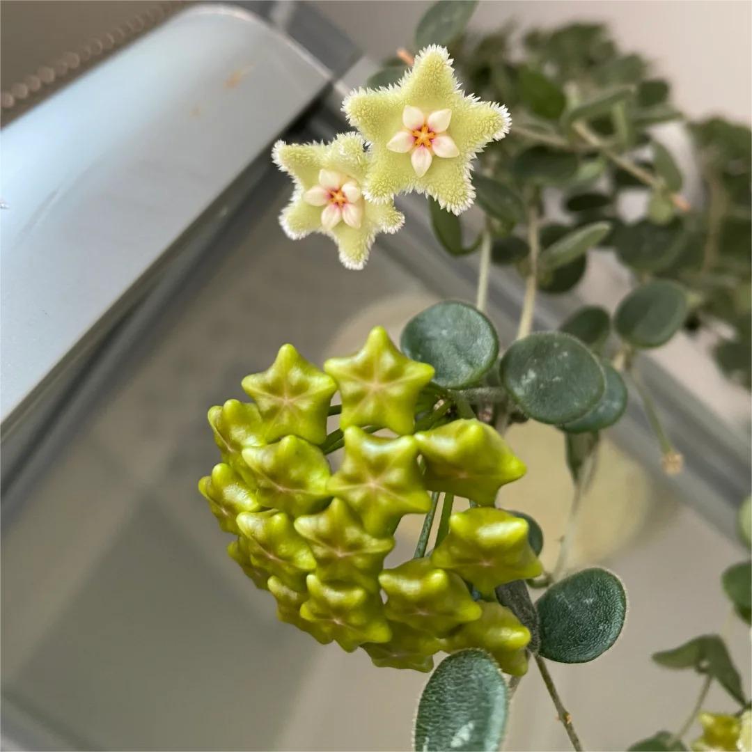 ✨Hoya hagymák – Csillagok hullanak az égből✨