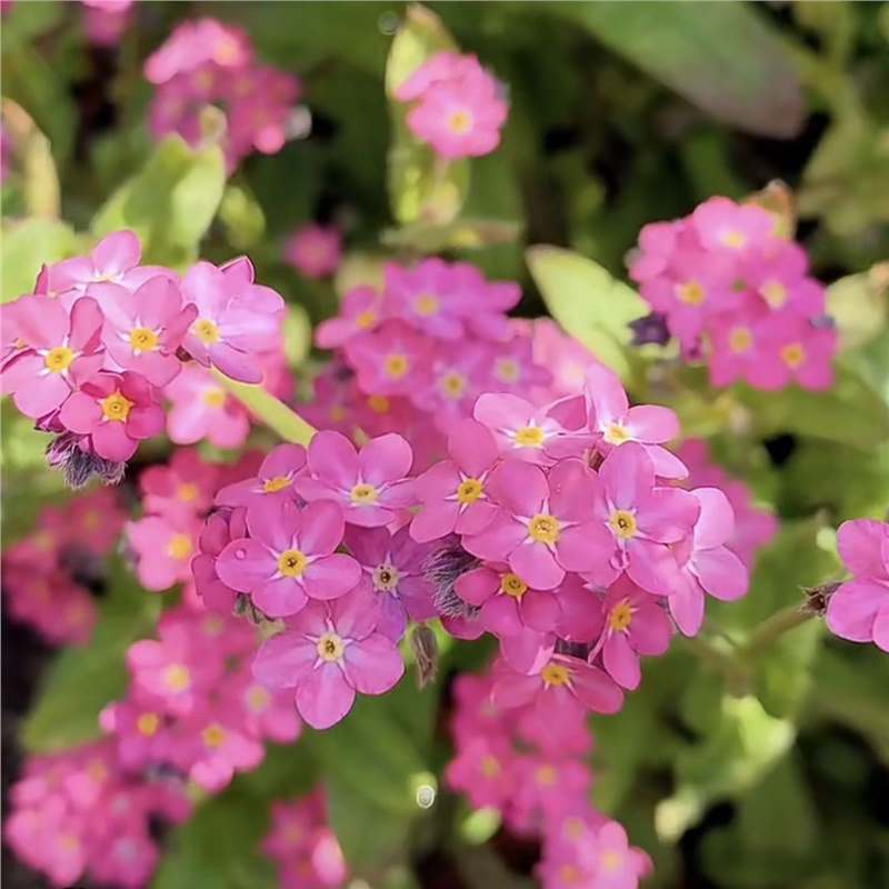 Blue Memory Nefelejcs magok – Minőségileg ellenőrzött Cottage Garden Blooms 🌿💙