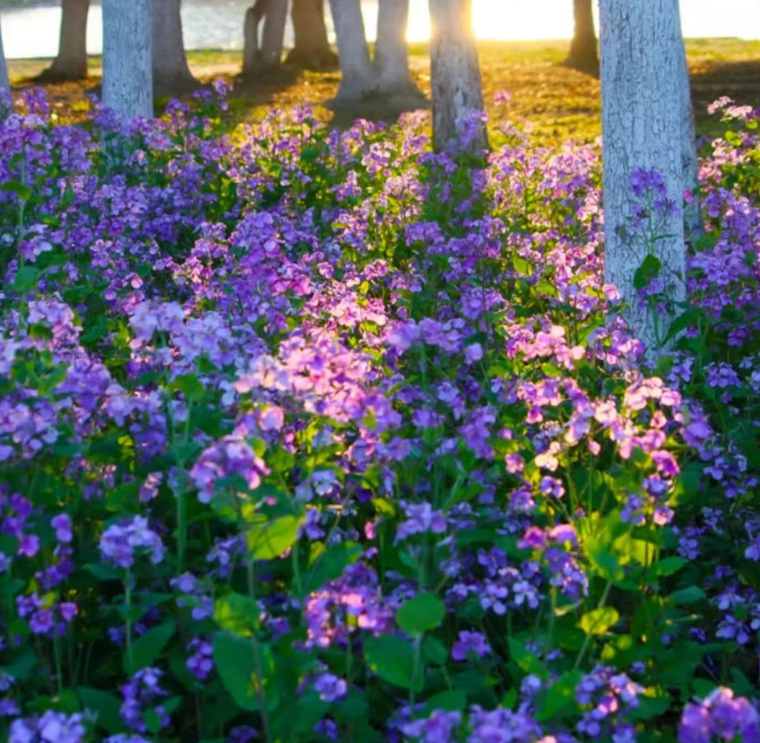 💜Februári orchidea magok | Infinity Purple Sea