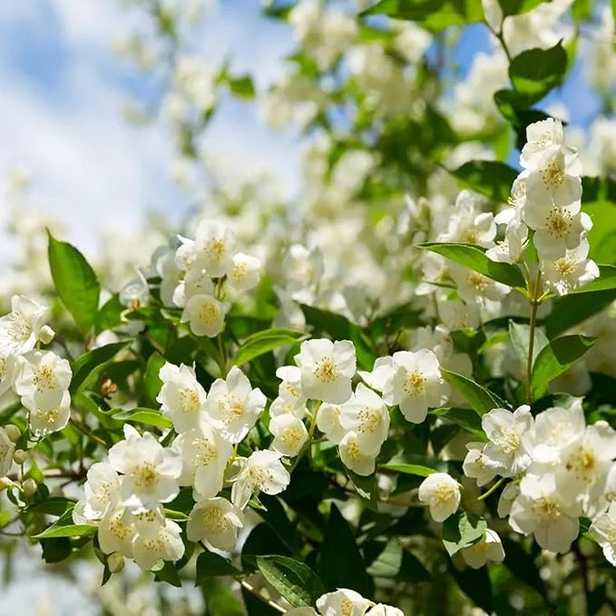 UTOLSÓ NAPOS AKCIÓ 35% KEDVEZMÉNY 🌸 Jázmin cserepes növény (🌱Túlélési garancia: Ingyenes pótlás🌿)