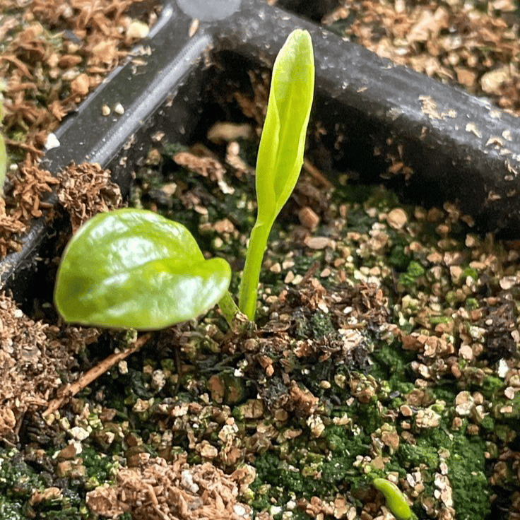🌿 Rzadkie cebule kwiatów hosty🎁 Oferta specjalna 2025