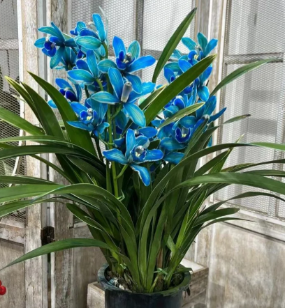 👑 Az orchideák királynője — Tartós Cymbidium hagymák