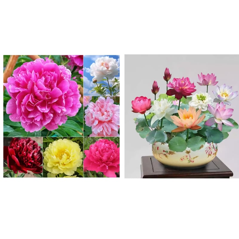 🔥UTOLSÓ NAP 45% KEDVEZMÉNY🌺VIRÁGOK KIRÁLYNŐJE - DUPLA HAB