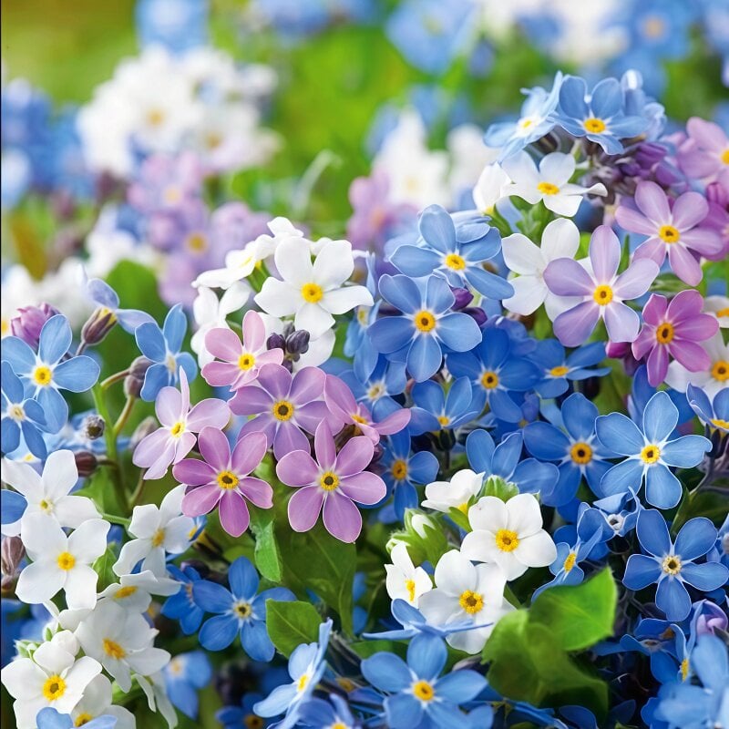 Blue Memory Nefelejcs magok – Minőségileg ellenőrzött Cottage Garden Blooms 🌿💙