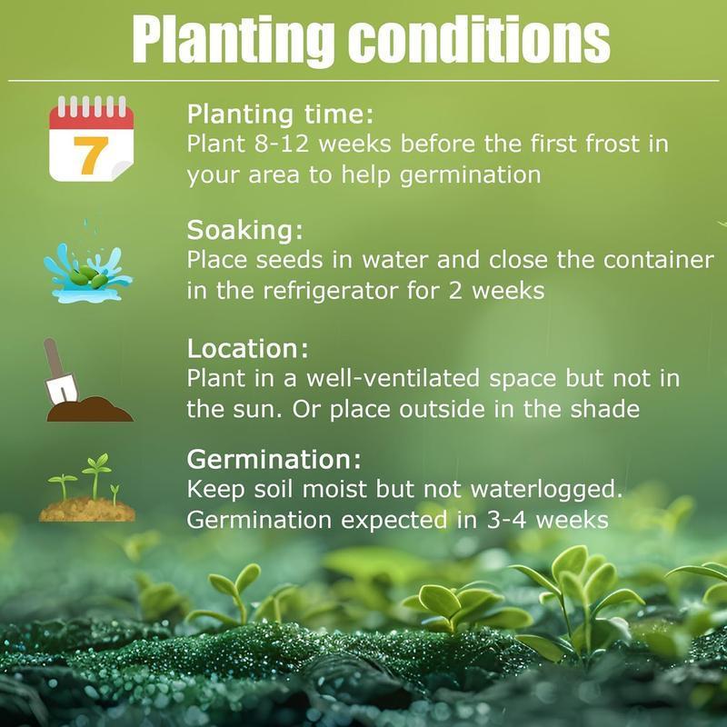 🔥Gorąca wyprzedaż - 49% TANIEJ🔥🌱Mieszane nasiona róż - bez GMO, łatwe w uprawie, piękne kwiaty wieloletnie