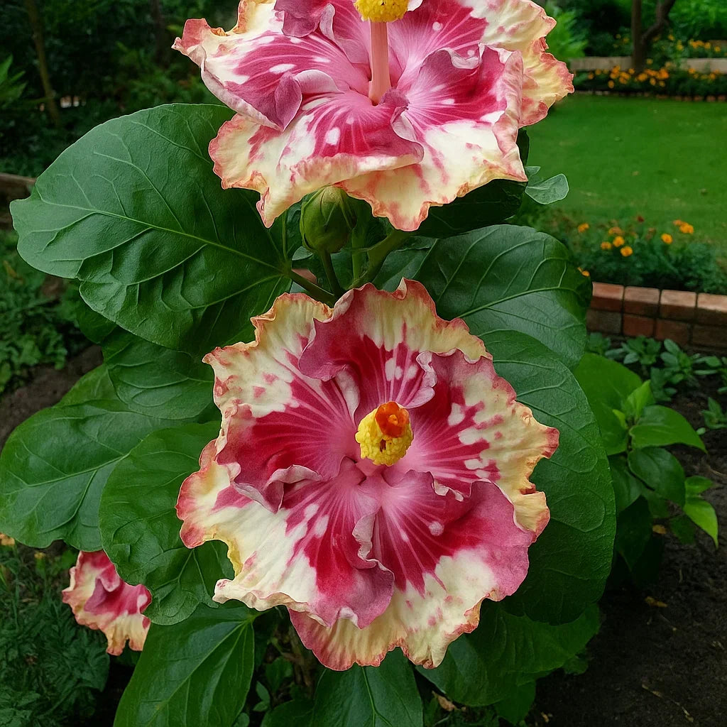 🔥 NAGY AKCIÓ - 50% KEDVEZMÉNY 🔥🌸 Dupla hibiszkusz magok - Könnyen termeszthető 🌸