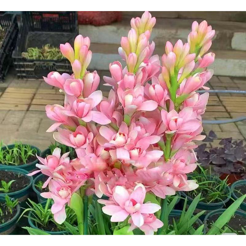 Tuberoza podwójna 🌸- Duży kwiat cebulowy