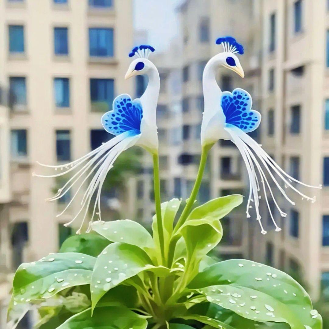 🦚 Páva orchidea