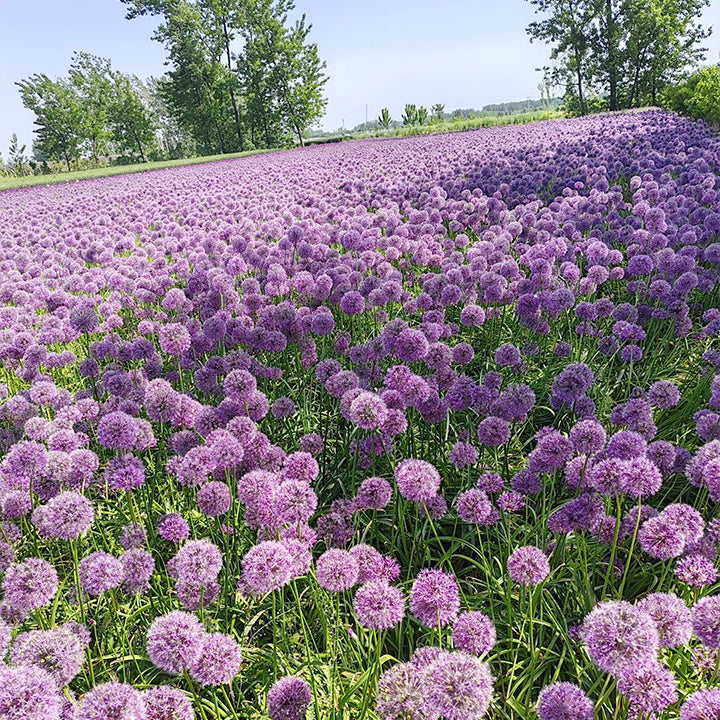 Allium Giganteum díszhagymavirág