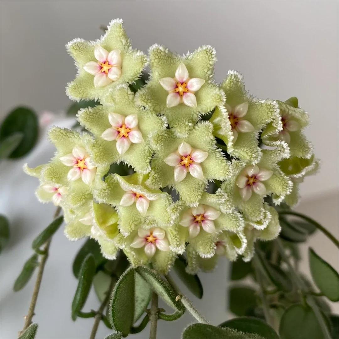 ✨Hoya hagymák – Csillagok hullanak az égből✨