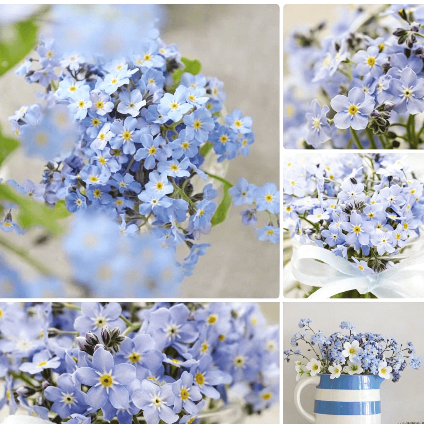 Blue Memory Nefelejcs magok – Minőségileg ellenőrzött Cottage Garden Blooms 🌿💙