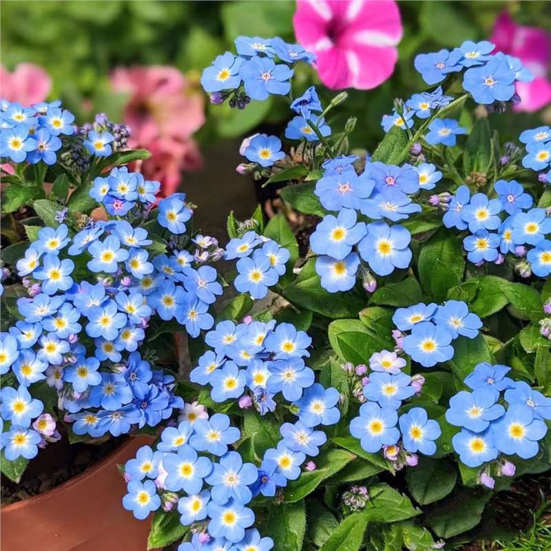 Blue Memory Nefelejcs magok – Minőségileg ellenőrzött Cottage Garden Blooms 🌿💙