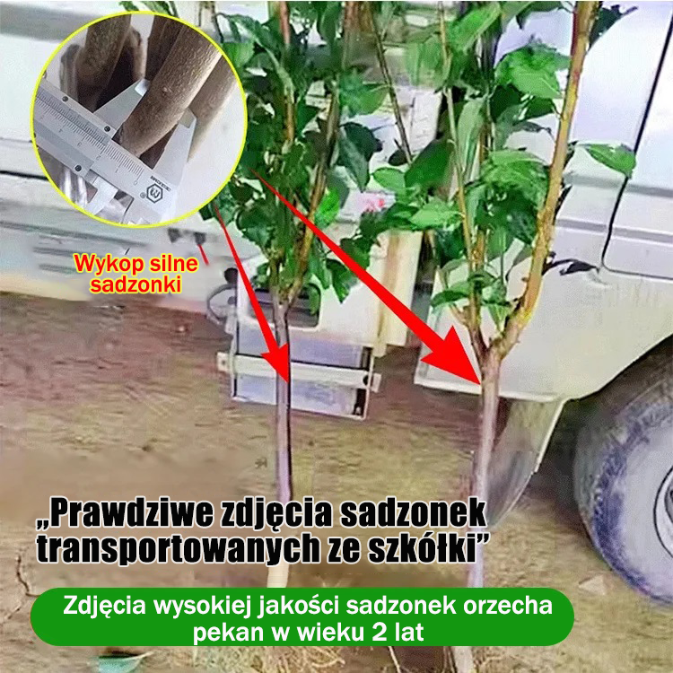 Amerykańskie importowane sadzonki orzecha pekan