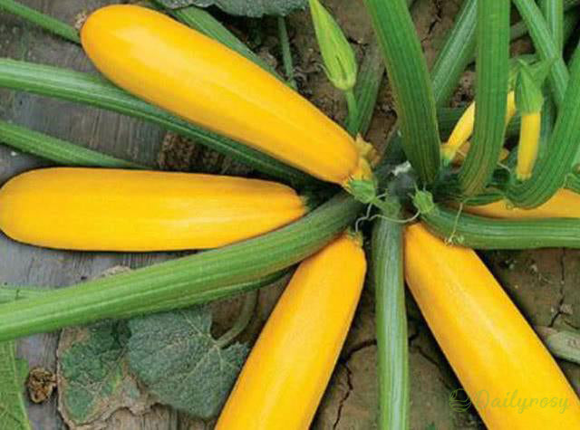 Banáncukkini - Aranycukkini🌿Minden évszakban termeszthető